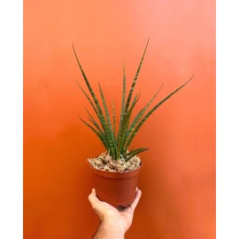 Odd Frond Fernwood Mikado | SNAKE PLANT Sansevieria  LIVE Houseplant | Easy Care in 6" Pot