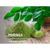 Southern Seeds Moringa - 10 Seeds - Heirloom Tree, Medicinal