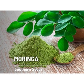 Southern Seeds Moringa - 10 Seeds - Heirloom Tree, Medicinal & Culinary, Herbal Teas, Drumstick