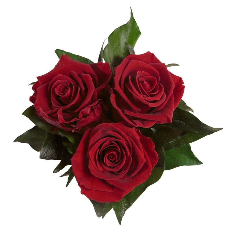 ROSEMARIE SCHULZ Heidelberg Infinity Rose Box White Round Preserved Flowers