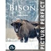 Bison: Perfect Picture Photo Book