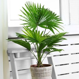 Palm Livistona Seeds – Perennial Fan Palm (Livistona spp.) | Drought-Tolerant, Elegant Ornamental Tree for Landscapes & Containers