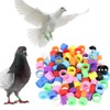 XBFOCNH Pack of 50 Poultry Bands, Plastic Poultry Leg Rings