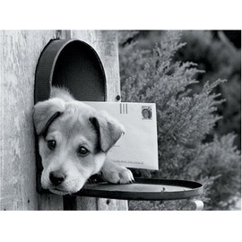 Ravensburger - Jigsaw Puzzle - 1,000 Pieces - The Postman