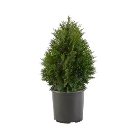 Shrub Giant Arborvitae 2.25 Gal, Green Foliage