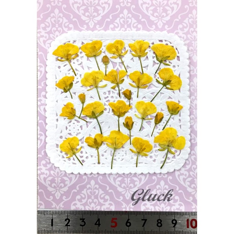 Compact Pressed Flower Blossoms, Approx. 25 Sheets, Small Amount, UV