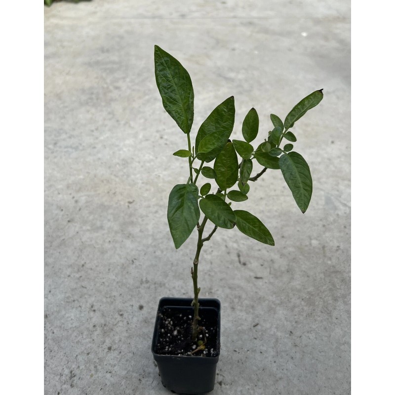 Pepino Plant 1 Pepino Melon Plant From Old Plant With