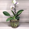 Grdthzey Ceramic Orchid Pots with Attached Saucer and Drainage Hole