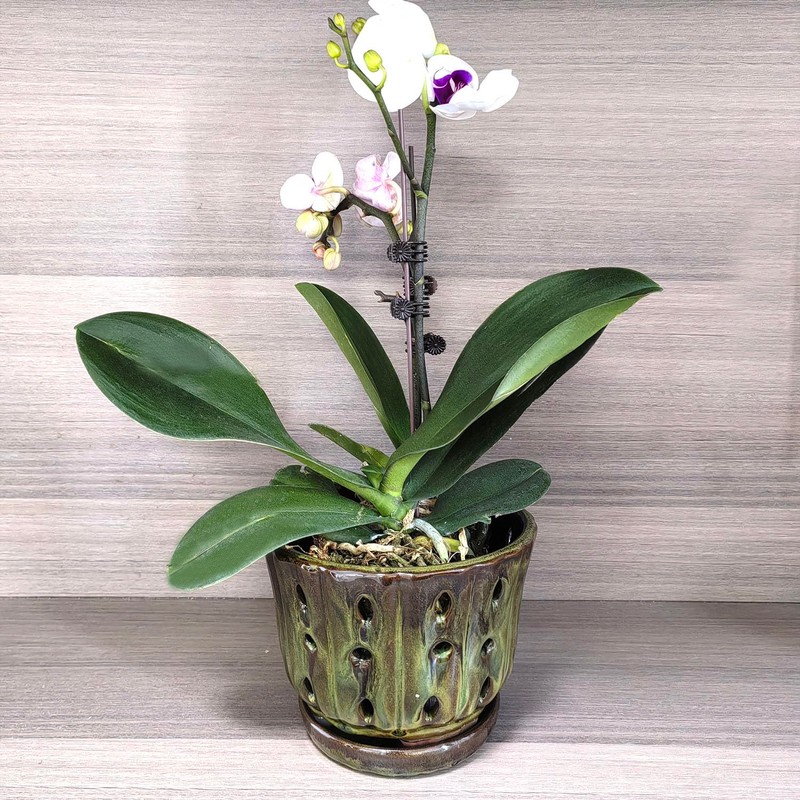 Grdthzey Ceramic Orchid Pots with Attached Saucer and Drainage Hole