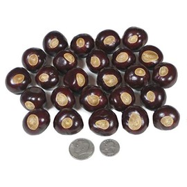 DriedDecor.com Ohio Buckeye Nuts - Large Size Buckeyes Nuts