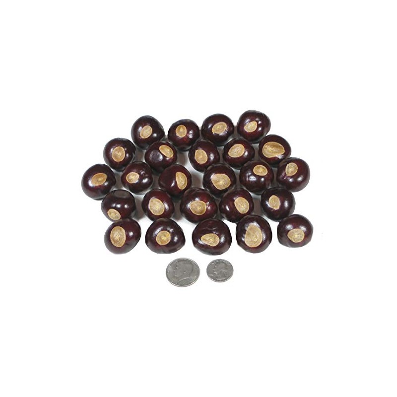 DriedDecor.com Ohio Buckeye Nuts - Large Size Buckeyes Nuts