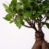 American Plant Exchange Ficus Ginseng Microcarpa Easy Care 4 Year