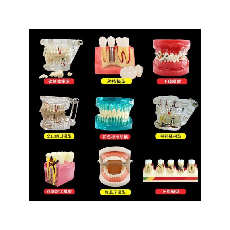 DentiForm 덴티폼 모형 위생사 재료상 모양 임플란트 기공사 입모형 [3배