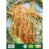 Biojoy Organic Date Sugar (500 g), Unrefined, Natural & No