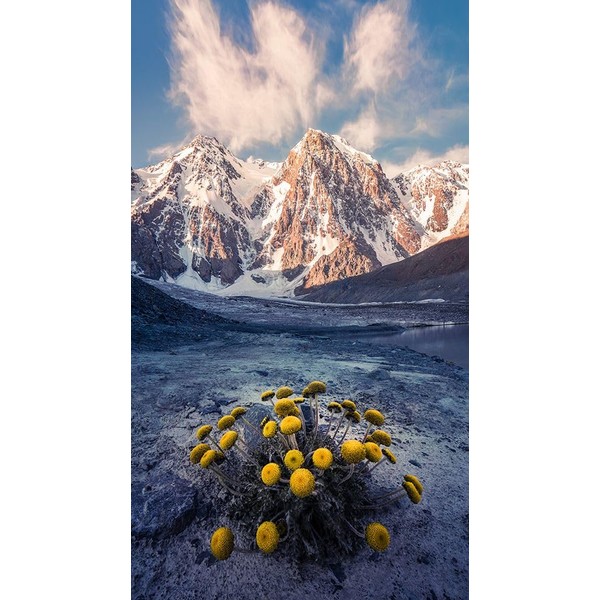 Snow Mountain Camomile A??Accappc??E¬è?A?? Poster Print - Qiye (20 x