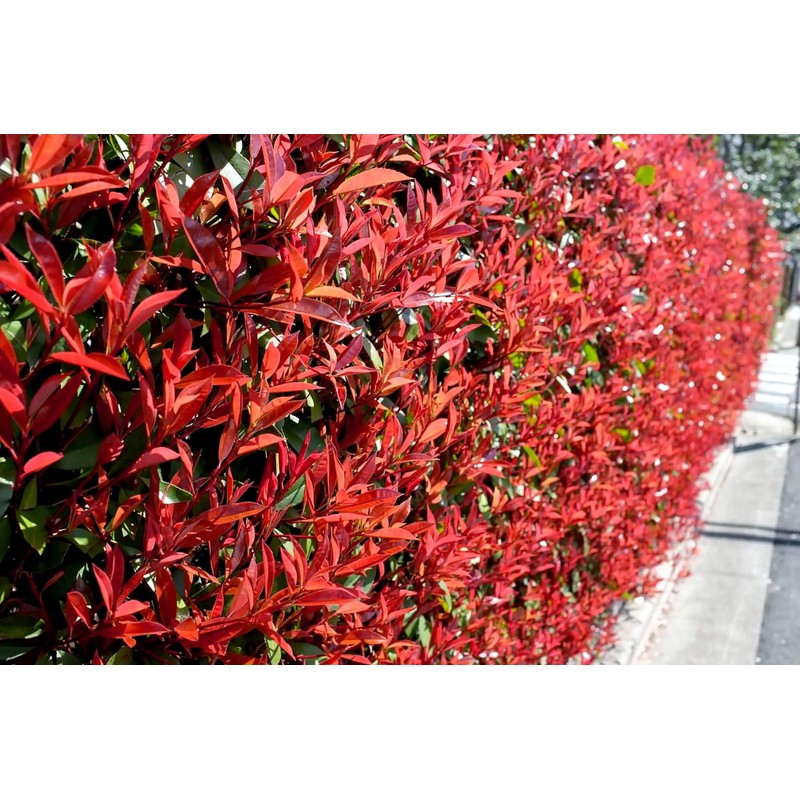 Photinia Red Tip - 30 Live Plants - Photinia x