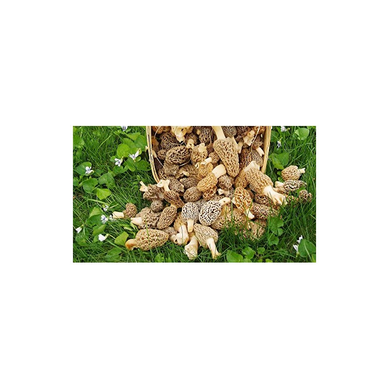 Morel Mushroom Spores in Sawdust Bag Garden Mushrooms Spore Grow