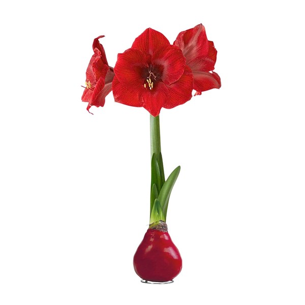 Waxed Amaryllis Bulb - Red - Easy Care - No Watering Needed - Beautiful Holiday Décor