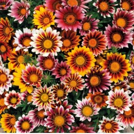 Fresh 25 Gazania Splendens Mix Seeds Fresh Flora Flower TX USA FREE SHIPPING Blooms