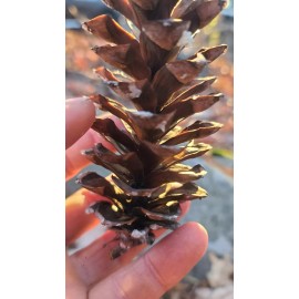 Natural 25 PINE CONES, 4” To 7” Crafts Holiday Wreath Rustic Decor Christmas large Fresh