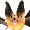 Toob "Safari Incredible Creatures Townsend's Big-Eared Bat Miniature (Multi-Colour)