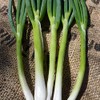 Evergreen White Bunching Nebuka Onions - 1 OZ ~8,400 Seeds