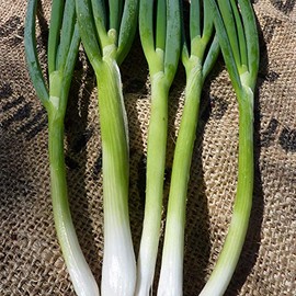 Evergreen White Bunching Nebuka Onions - 1 OZ ~8,400 Seeds - Heirloom, Open Pollinated, Non-GMO, Farm & Vegetable Gardening Seeds