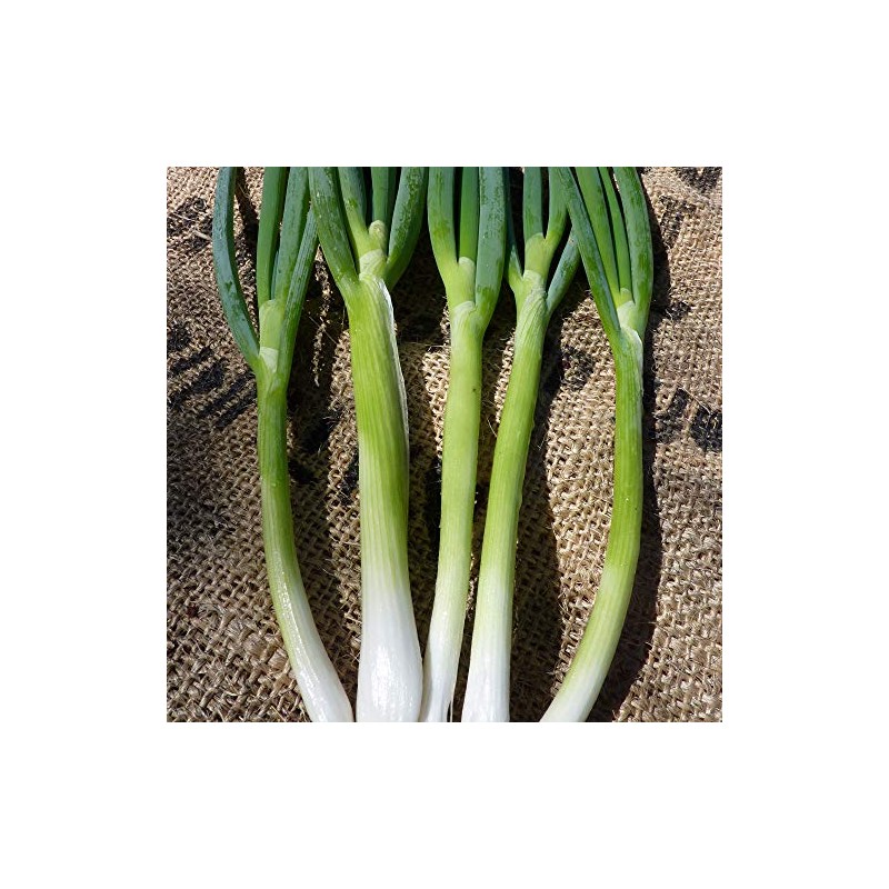 Evergreen White Bunching Nebuka Onions - 1 OZ ~8,400 Seeds