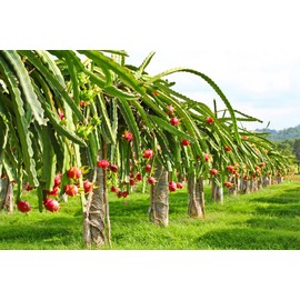 250 Rare Red Dragon Fruit (Pitaya) Seeds - 95% Germination Rate - Thanh Long RUỘT ĐỎ - Hylocereus Costaricensis Non-GMO | Organic | Heirloom