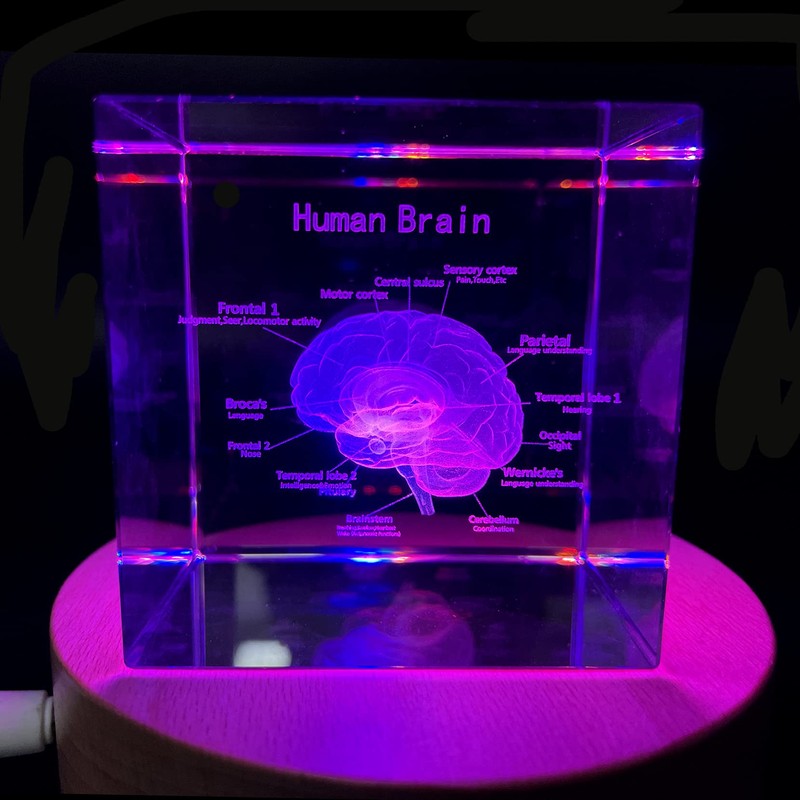 3D Human Brain with Labels Anatomical Model Paperweight(Laser Etched) in
