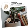 Ciieeo Resin Dinosaur Skull Model Simulated Skull Decoration for Office