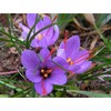 20 Jumbo Saffron Sativus Crocus Corms for Planting 2024 -