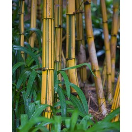 Bambusa Vulgaris Vittata | Live Plant | Golden Hawaiian Bamboo | Beautiful Rare Unique Specimen | Non-Invasive Clumping Bamboo Privacy Screen