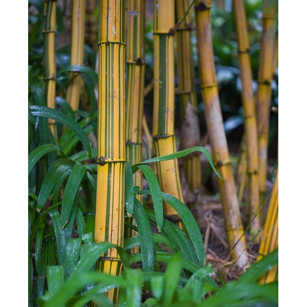 Bambusa Vulgaris Vittata | Live Plant | Golden Hawaiian Bamboo