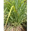 Lemon Grass Stalks, Freshly Harvested, 10 Count, For Thai Cooking