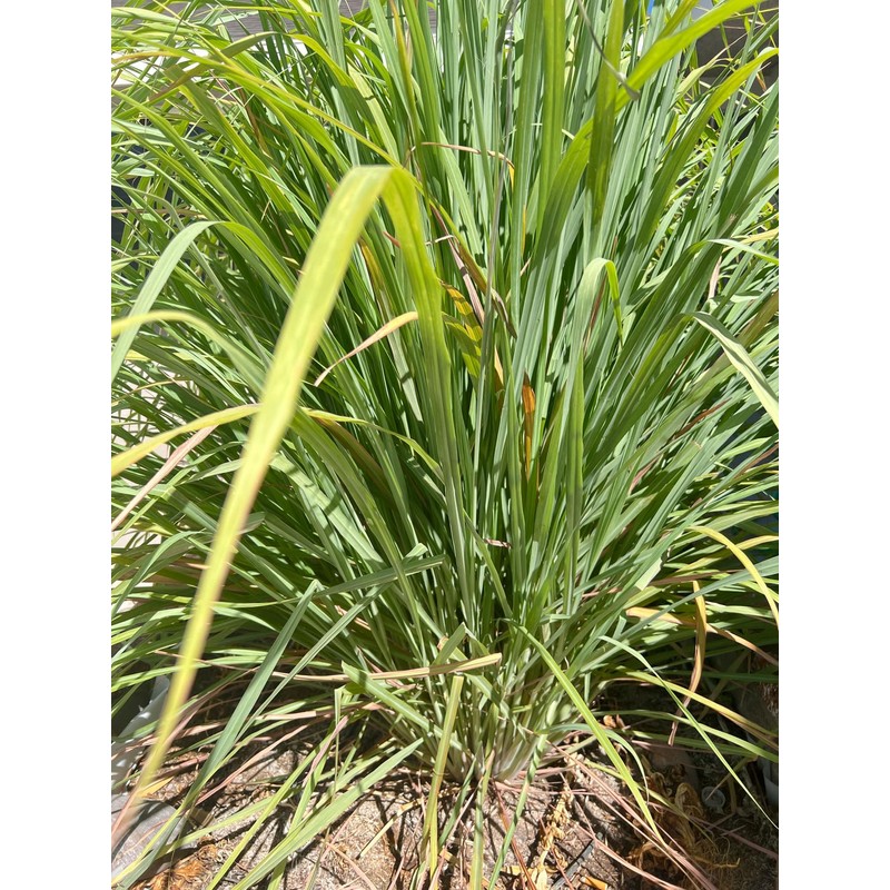Lemon Grass Stalks, Freshly Harvested, 10 Count, For Thai Cooking