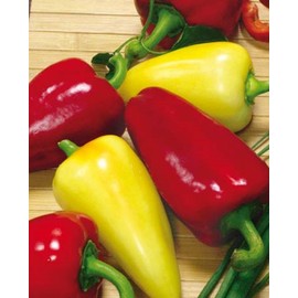 CEMEHA SEEDS - Seeds White-Red Sweet Bell Pepper Belozerka Non GMO Vegetable for Planting