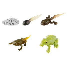 Bojueshaw 5pcs Frog Life Cycle Set,Ranidae Growth Cycle Model,Educational Science Toy for Kids,Classroom & Home Decor
