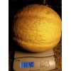 Fresh HALES JUMBO CANTALOUPE SUPPER SWEET SEEDS, 50+ SEEDS, NON