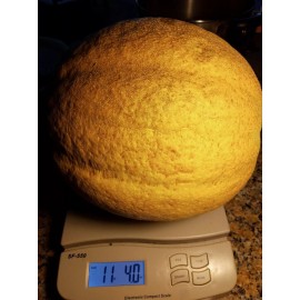 Fresh HALES JUMBO CANTALOUPE SUPPER SWEET SEEDS, 50+ SEEDS, NON - GMO, 2025 Season