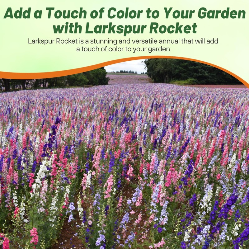 Outsidepride Mixed Rocket Larkspur Seeds for Planting Outdoors - 1000