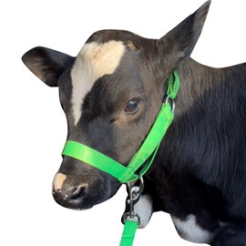 Cow Halter Cattle Halters Adjustable Calf Halter with Leading Rope for Horse Donkey Goat Nylon Cattle Training Supplies Green L