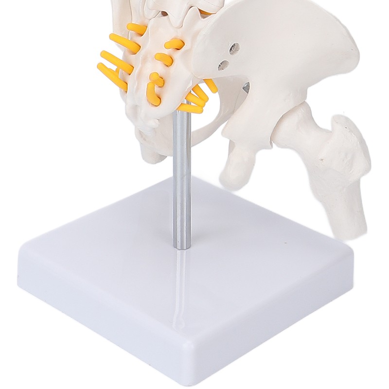 Vertebral Column Model Flexible Spine Caudal Vertebra Anatomical Model with
