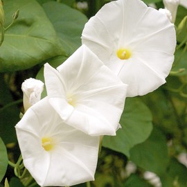 White Morning Glory Seeds Evergreen Attract Hummingbirds Climber Drought & Salt Tolerant Ground Cover Low Maintenance Container Trellis 50Pcs Flowe Seeds by YEGAOL Garden