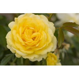 Live plant from Green Promise Farms Rosa High Voltage (Shrub Rose, 2-Size Container, Yellow Flowers