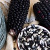Nygardenia 50pcs Blue Corn Heirloom Seeds - Non-GMO, Open-Pollinated, Flour
