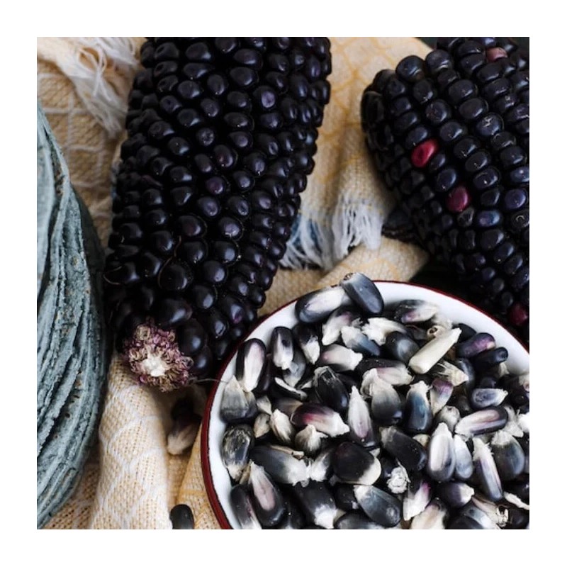 Nygardenia 50pcs Blue Corn Heirloom Seeds - Non-GMO, Open-Pollinated, Flour