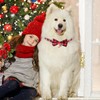 Becellen Christmas Dog Collar, Checked Collar with Bow, Adjustable Snowflake