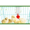 1L Hanging Chicken Drinker with Cup and Holder, Automatic Drinking