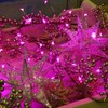 2 Pack Solar Powered Fairy String Lights Outdoor Waterproof 8